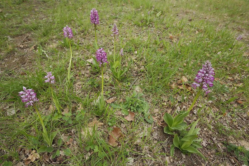 Group of helmet orchids
