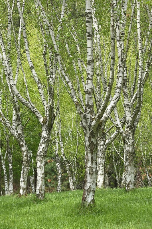 Birch forest with warty birch