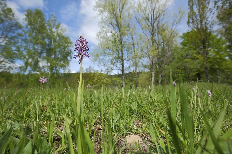 Military orchid
