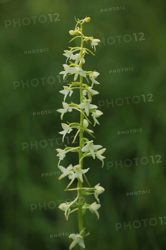 Lesser butterfly-orchid