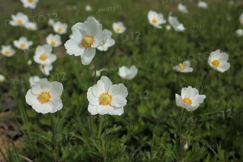 Group with snowdrop anemone