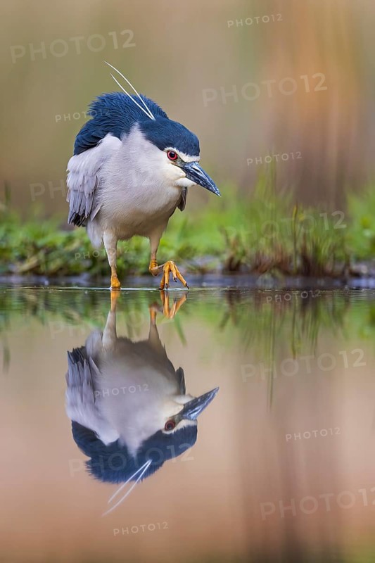 Black crowned night heron