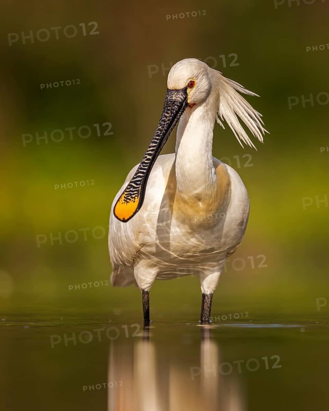 Eurasian spoonbill