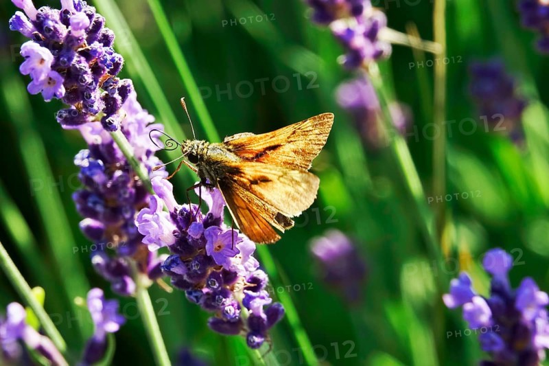 Essex skipper