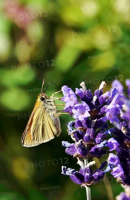 Essex skipper