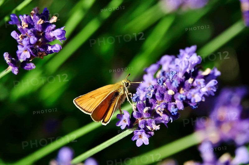 Essex skipper