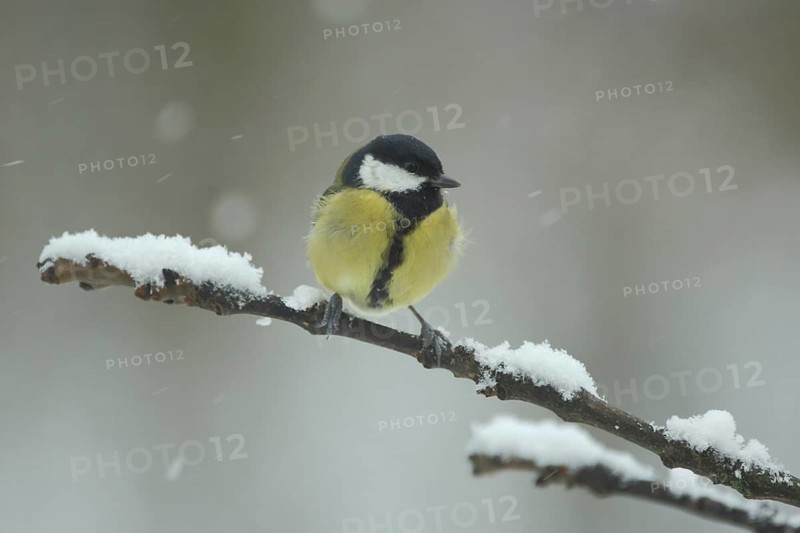 Great tit