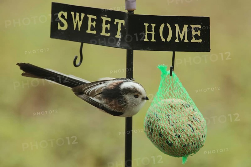 Northern European white-headed bushtit