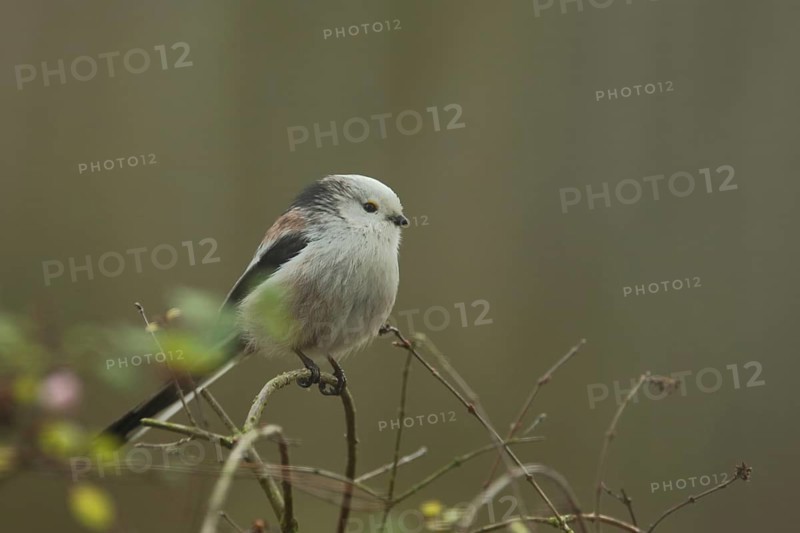 Northern European white-headed bushtit
