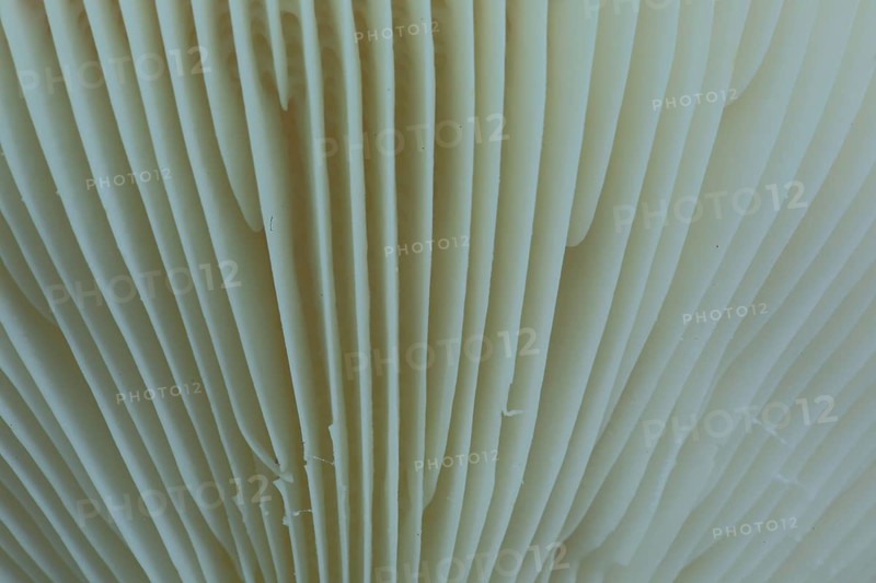 Close-up of the lamellae of a russula in Bad Schoenborn