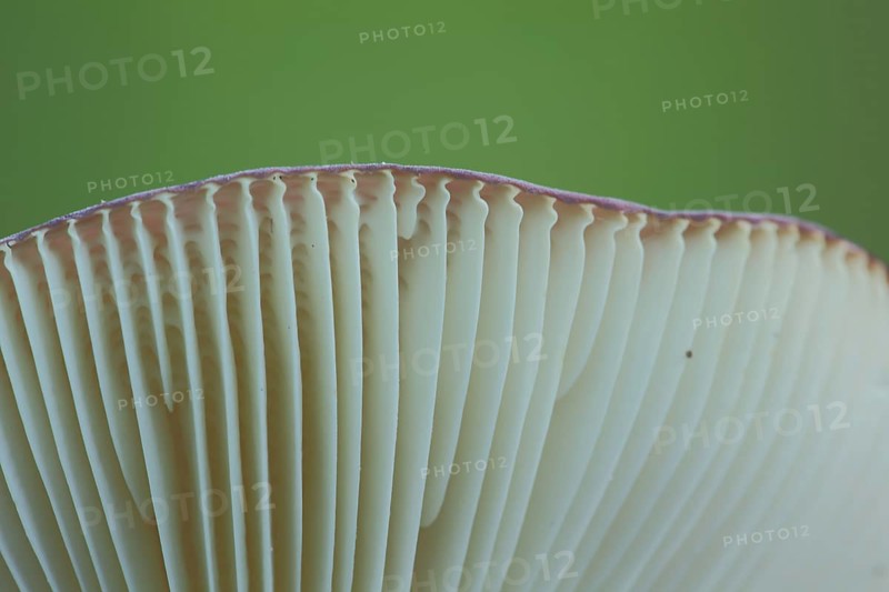 Close-up of the lamellae with cap rim of a russula in Bad Schoenborn