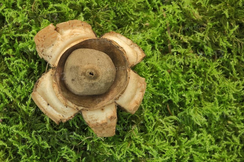 Fringed earthstar