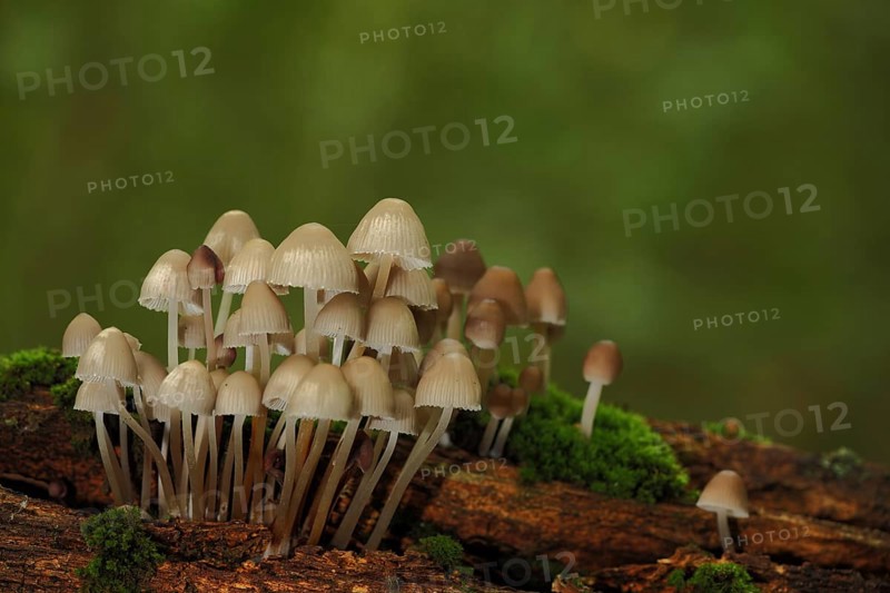 A group of stump fairy helmet