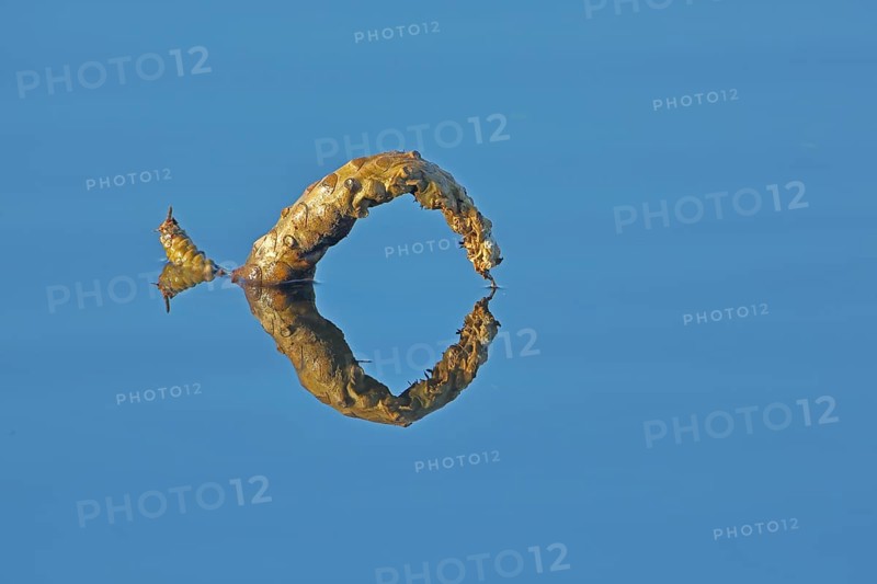 Floating curved water plant on the water surface with reflection in the Federsee lake