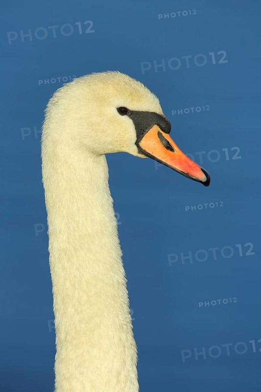 Portrait of Mute Swan