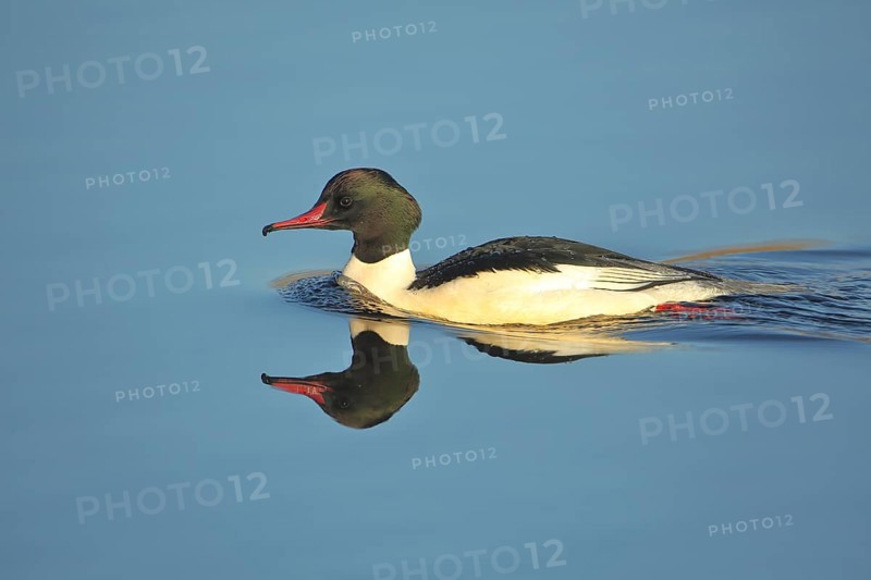 Male Common Merganser
