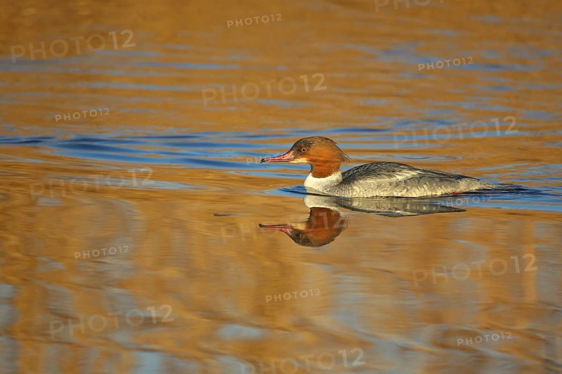 Swimming female Common Merganser