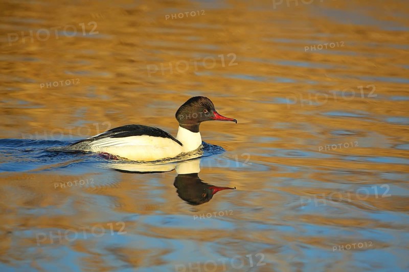 Swimming male common merganser