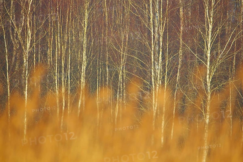 Forest edge with downy birches