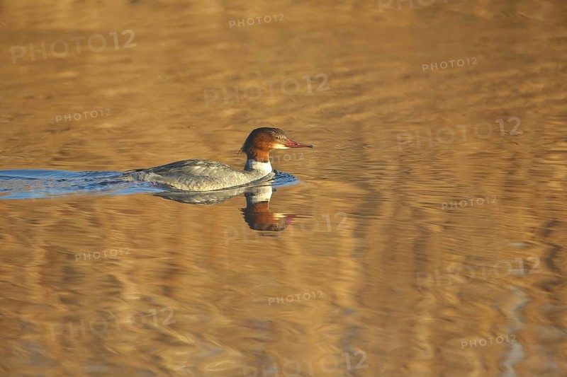 Female Common Merganser
