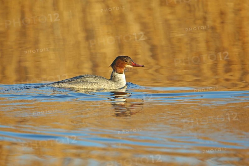 Female Common Merganser