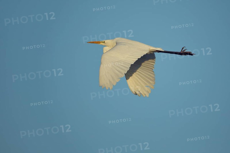 Great egret