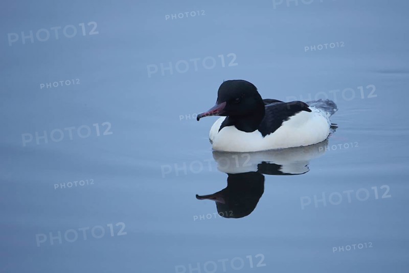 Male Common Merganser