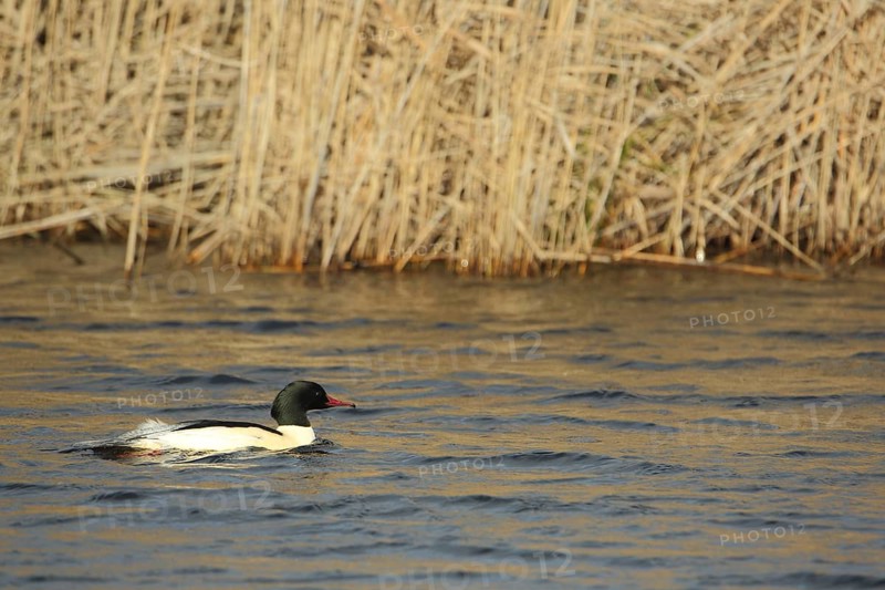 Male Common Merganser