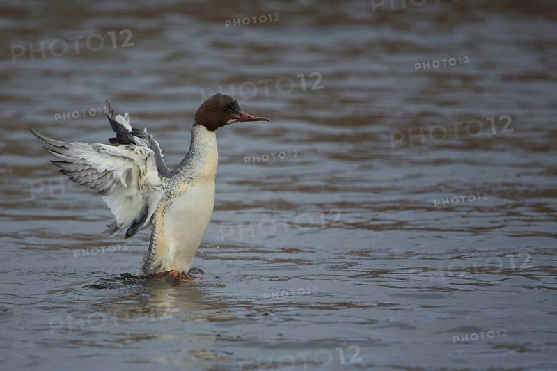 Female Common Merganser