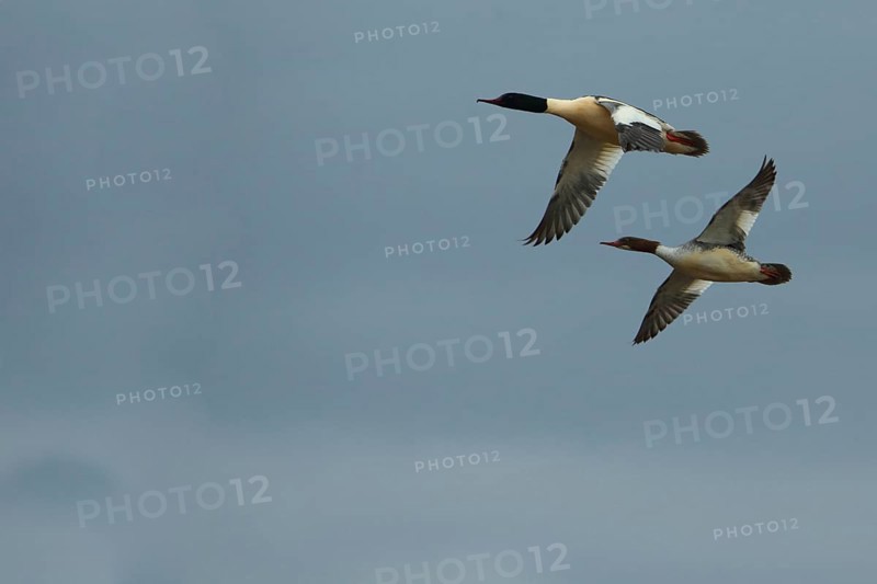 A pair of Common Mergansers