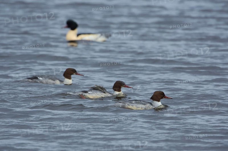 Common merganser
