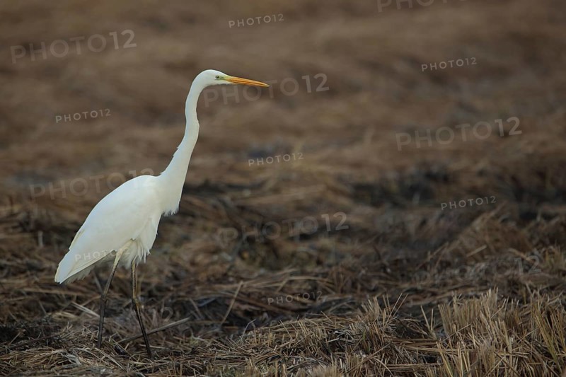Great egret