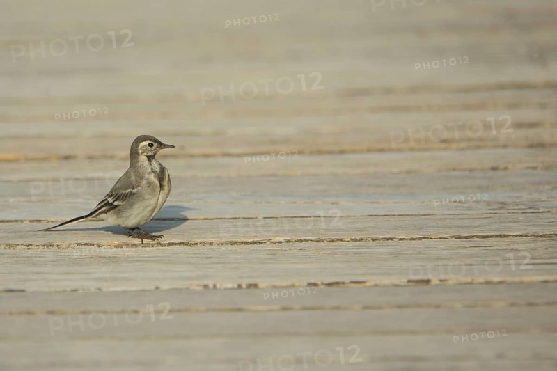 Young wagtail