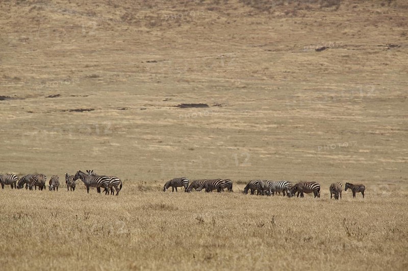 A herd of plains zebras