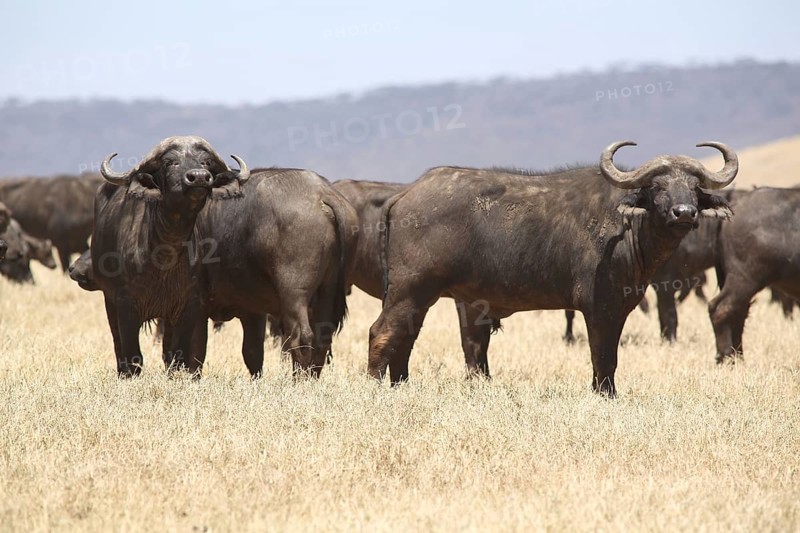 A herd of african buffalo