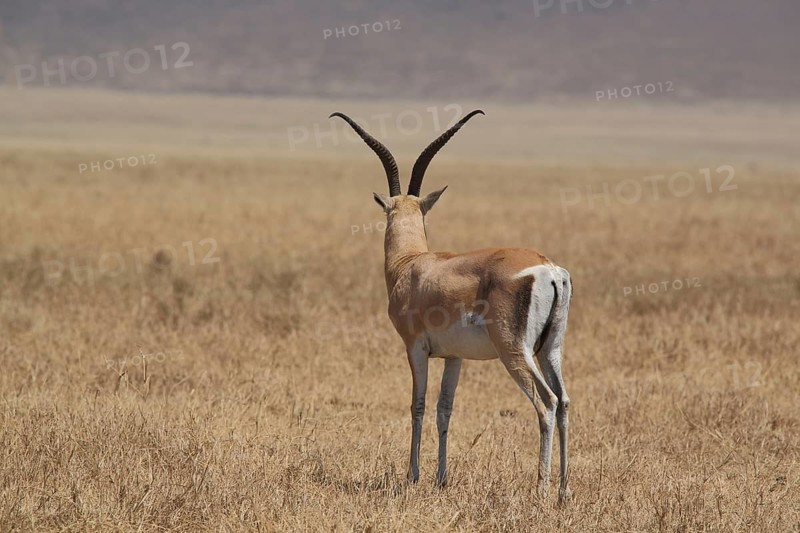 Thomson's gazelle