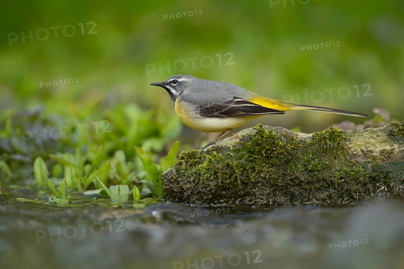 Grey wagtail