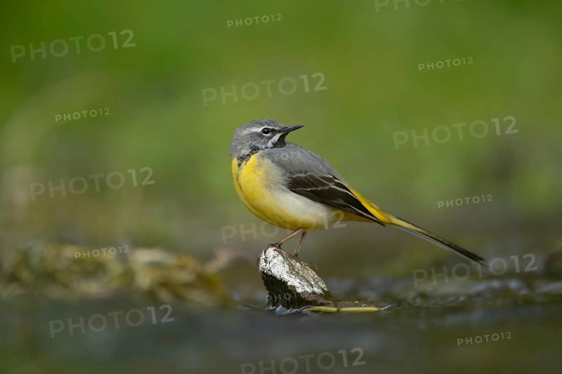 Grey wagtail