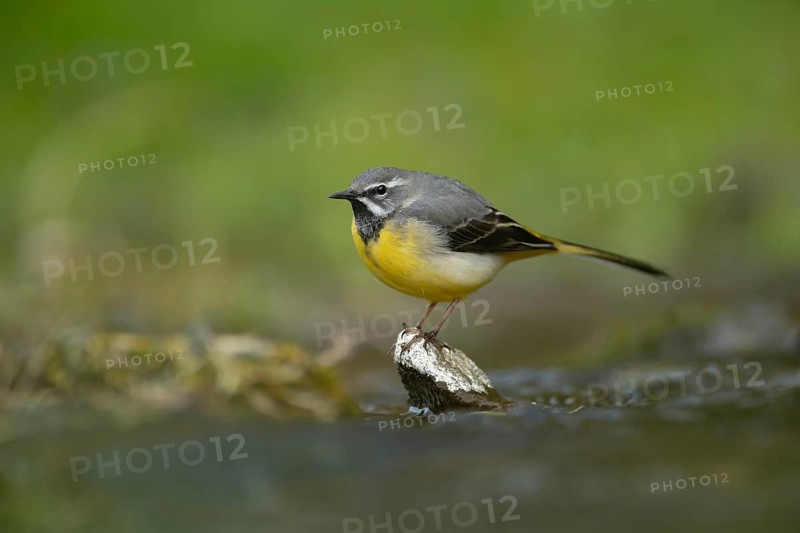 Grey wagtail