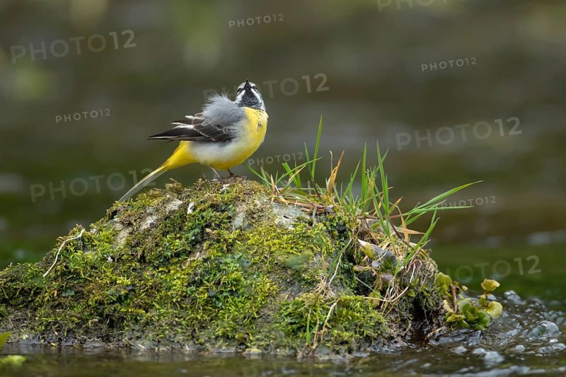 Grey wagtail