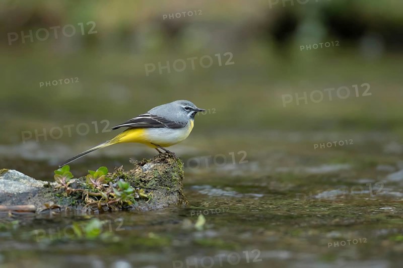 Grey wagtail