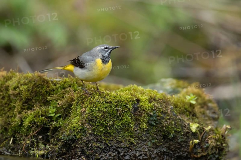 Grey wagtail