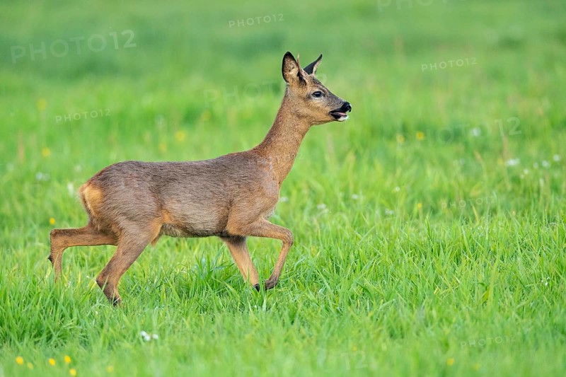 European roe deer