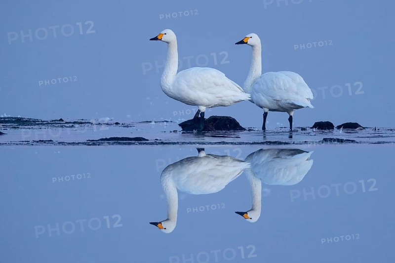 Tundra swan