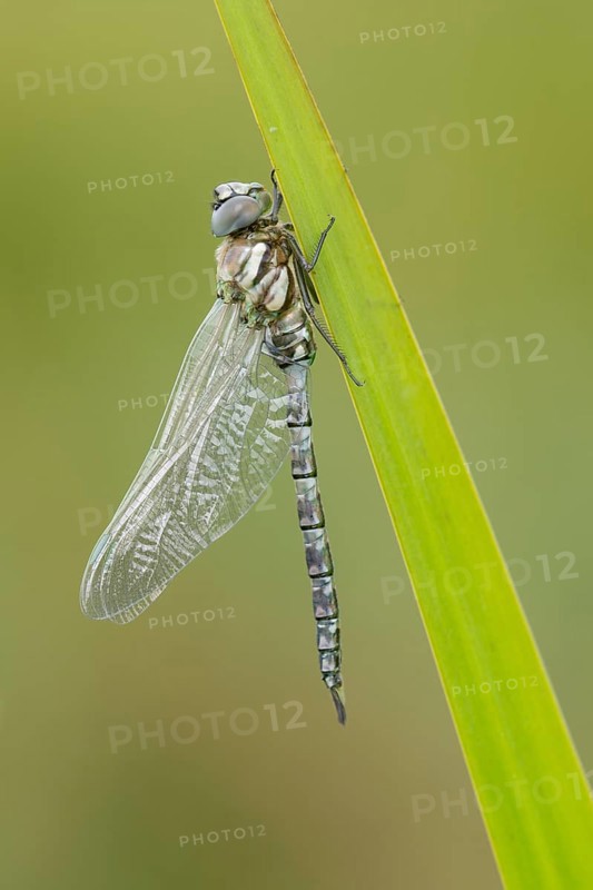 Emperor dragonfly