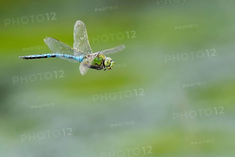 Emperor dragonfly