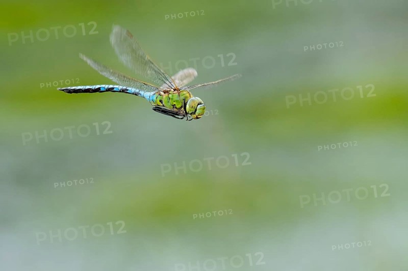 Emperor dragonfly