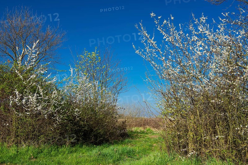 Blackthorn