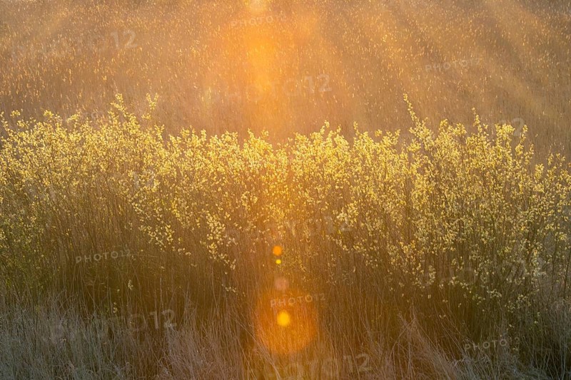 Sunrise at Duemmer