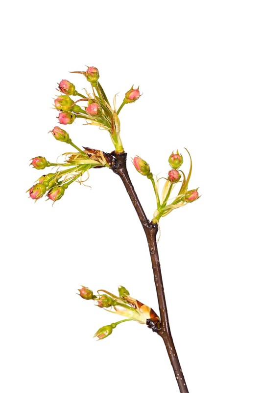 Pear Nashi Nijiseki